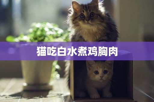 猫吃白水煮鸡胸肉